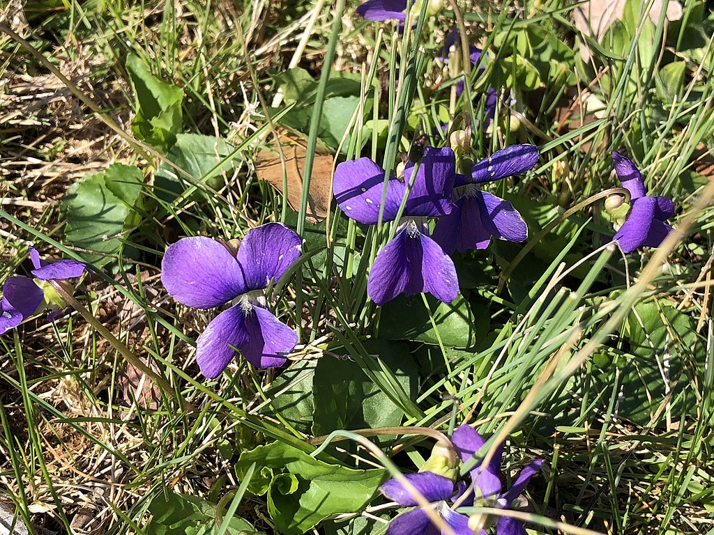 Wild on sale violet weed